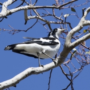 Grallina cyanoleuca at Michelago, NSW - 12 Nov 2018