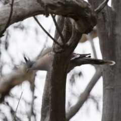 Ocyphaps lophotes (Crested Pigeon) at Michelago, NSW - 23 Aug 2018 by Illilanga