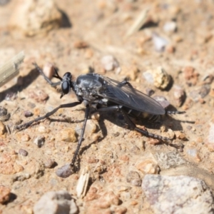 Apothechyla sp. (genus) at Dunlop, ACT - 15 Nov 2018 10:45 AM