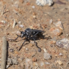 Apothechyla sp. (genus) at Dunlop, ACT - 15 Nov 2018