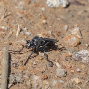 Apothechyla sp. (genus) at Dunlop, ACT - 15 Nov 2018 10:45 AM