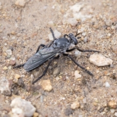 Apothechyla sp. (genus) at Dunlop, ACT - 15 Nov 2018 10:45 AM