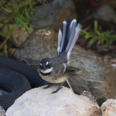 Rhipidura albiscapa (Grey Fantail) at Michelago, NSW - 1 Apr 2018 by Illilanga