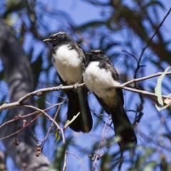 Rhipidura leucophrys (Willie Wagtail) at Michelago, NSW - 5 Jan 2014 by Illilanga