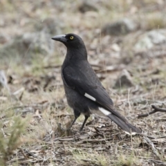 Strepera graculina (Pied Currawong) at Michelago, NSW - 12 Oct 2018 by Illilanga