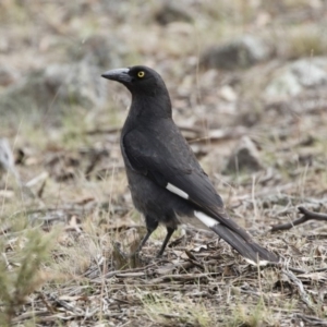 Strepera graculina at Michelago, NSW - 13 Oct 2018