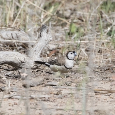 Stizoptera bichenovii (Double-barred Finch) at Michelago, NSW - 8 Nov 2018 by Illilanga