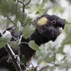 Zanda funerea (Yellow-tailed Black-Cockatoo) at Michelago, NSW - 4 Nov 2018 by Illilanga