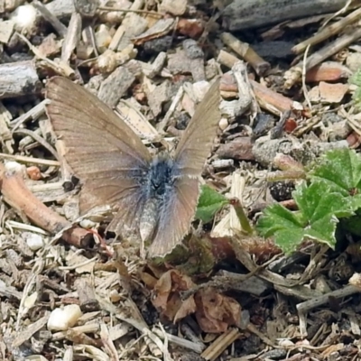 Zizina otis (Common Grass-Blue) at Fyshwick, ACT - 17 Nov 2018 by RodDeb