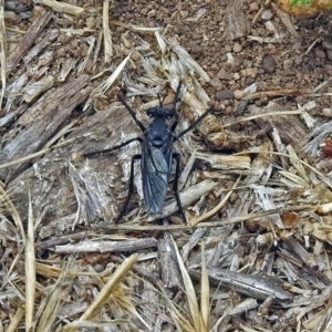 Apothechyla sp. (genus) at Fyshwick, ACT - 17 Nov 2018