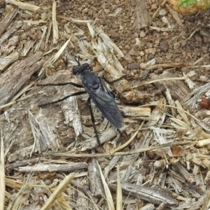 Apothechyla sp. (genus) at Fyshwick, ACT - 17 Nov 2018