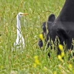 Bubulcus coromandus (Eastern Cattle Egret) at Fyshwick, ACT - 17 Nov 2018 by RodDeb