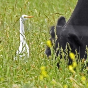 Bubulcus coromandus at Fyshwick, ACT - 17 Nov 2018