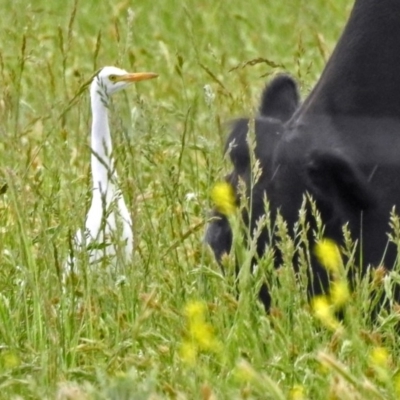 Bubulcus coromandus (Eastern Cattle Egret) at Fyshwick, ACT - 17 Nov 2018 by RodDeb