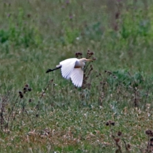 Bubulcus coromandus at Fyshwick, ACT - 17 Nov 2018