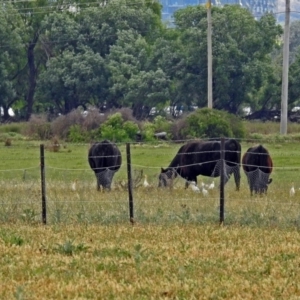 Bubulcus coromandus at Fyshwick, ACT - 17 Nov 2018