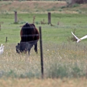 Bubulcus coromandus at Fyshwick, ACT - 17 Nov 2018