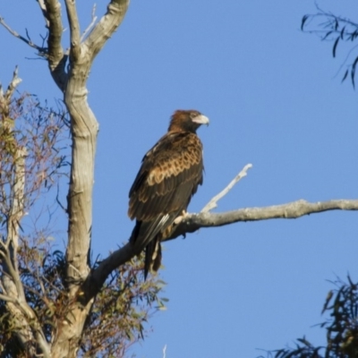 Aquila audax (Wedge-tailed Eagle) at Michelago, NSW - 24 Jun 2012 by Illilanga