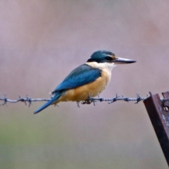 Todiramphus sanctus at Fyshwick, ACT - 17 Nov 2018