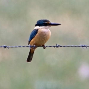 Todiramphus sanctus at Fyshwick, ACT - 17 Nov 2018