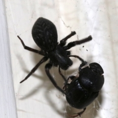 Badumna insignis (Black House Spider) at Ainslie, ACT - 16 Nov 2018 by jb2602