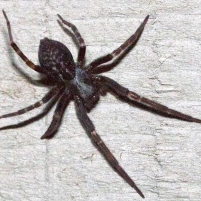 Badumna insignis (Black House Spider) at Rosedale, NSW - 2 Jun 2018 by jb2602