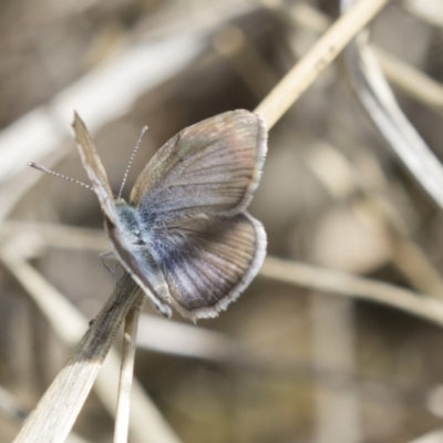 Zizina otis (Common Grass-Blue) at Holt, ACT - 14 Nov 2018 by Alison Milton