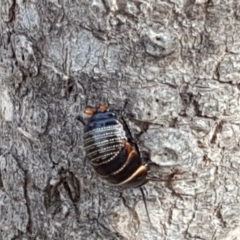 Ellipsidion australe at O'Malley, ACT - 17 Nov 2018