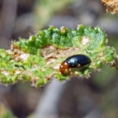 Nisotra sp. (genus) (Flea beetle) at Molonglo Valley, ACT - 1 Nov 2018 by galah681