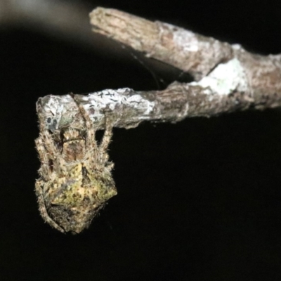 Hortophora transmarina (Garden Orb Weaver) at Undefined - 25 Oct 2018 by jbromilow50