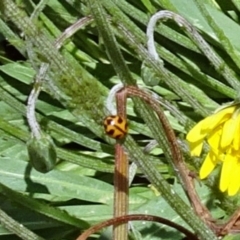 Coccinella transversalis (Transverse Ladybird) at Molonglo Valley, ACT - 15 Nov 2018 by galah681