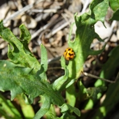 Coccinella transversalis at Molonglo Valley, ACT - 15 Nov 2018