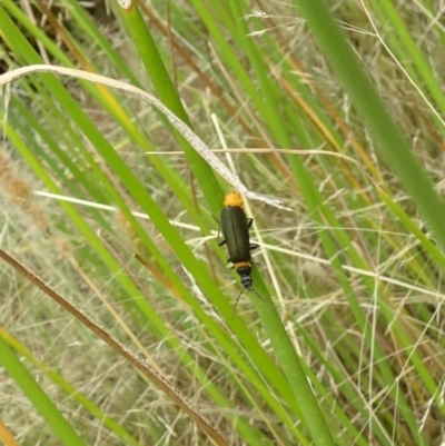 Chauliognathus lugubris (Plague Soldier Beetle) at Molonglo Valley, ACT - 11 Jan 2018 by galah681