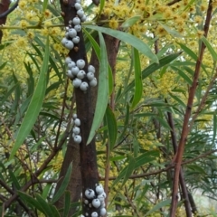 Cryptes baccatus (Wattle Tick Scale) at National Arboretum Forests - 4 Oct 2018 by galah681