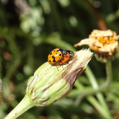 Hippodamia variegata (Spotted Amber Ladybird) at Molonglo Valley, ACT - 15 Nov 2018 by galah681
