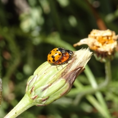 Hippodamia variegata (Spotted Amber Ladybird) at Molonglo Valley, ACT - 14 Nov 2018 by galah681