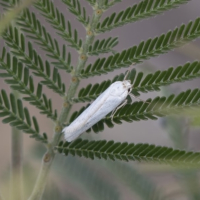 Philobota productella (Pasture Tunnel Moth) at Dunlop, ACT - 14 Nov 2018 by Alison Milton