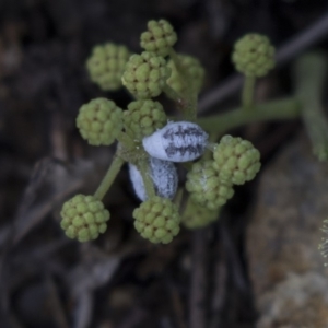 Melanococcus albizziae at Dunlop, ACT - 15 Nov 2018 10:28 AM