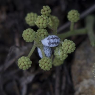 Melanococcus albizziae (Acacia Mealybug) at Dunlop, ACT - 15 Nov 2018 by AlisonMilton