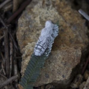 Melanococcus albizziae at Dunlop, ACT - 15 Nov 2018 10:28 AM