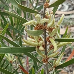 Acacia lanigera var. lanigera at O'Malley, ACT - 17 Nov 2018 03:20 PM