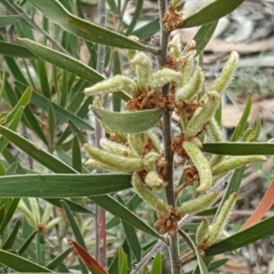 Acacia lanigera var. lanigera (Woolly Wattle, Hairy Wattle) at O'Malley, ACT - 17 Nov 2018 by Mike