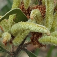 Acacia lanigera var. lanigera at O'Malley, ACT - 17 Nov 2018 03:20 PM