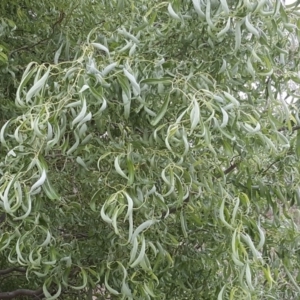 Salix matsudana at O'Malley, ACT - 17 Nov 2018 04:50 PM