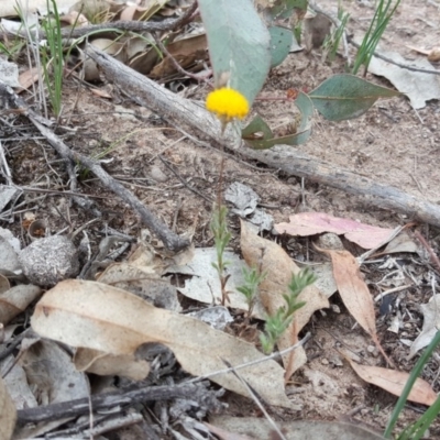 Leptorhynchos squamatus subsp. squamatus (Scaly Buttons) at Garran, ACT - 17 Nov 2018 by Mike