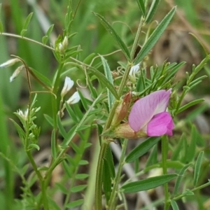 Vicia hirsuta at Garran, ACT - 18 Nov 2018