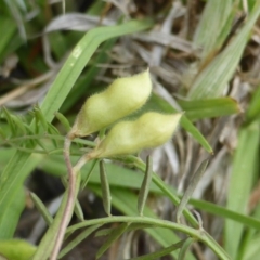 Vicia hirsuta at Garran, ACT - 18 Nov 2018