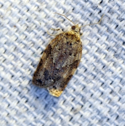 Epiphyas ashworthana (Ashworth's Tortrix) at O'Connor, ACT - 4 Nov 2018 by ibaird