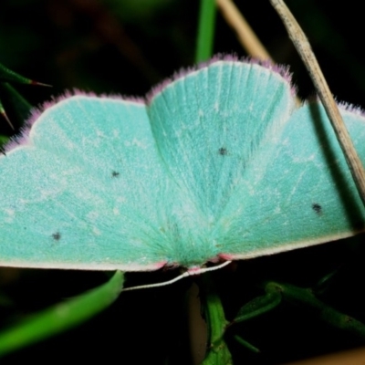 Prasinocyma undescribed species MoV1 (An Emerald moth) at Cotter River, ACT - 17 Nov 2018 by Harrisi