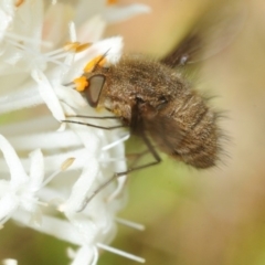 Bombyliidae (family) (Unidentified Bee fly) at Cotter River, ACT - 17 Nov 2018 by Harrisi